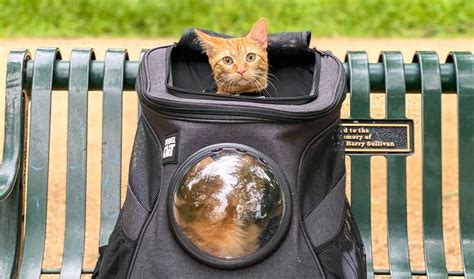 Are Cat Backpacks Safe Travel Cat Your Cat Backpack