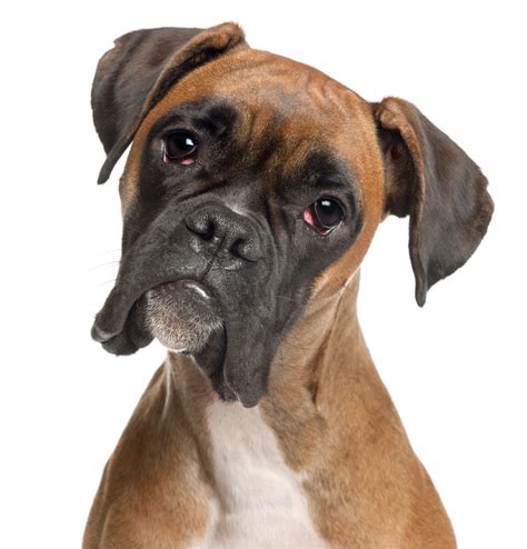 No 8 Boxer 2014s Most Popular Dog Breeds In The Us