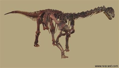 Camarasaurus Devon Dink Dino Wiki Fandom Powered By Wikia