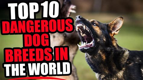 Top 10 Most Dangerous Dog Breeds That You Should Know Youtube