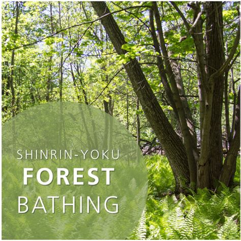 Shinrin Yoku Forest Bathing Twin Cities Gateway