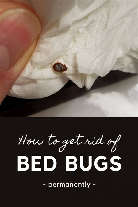 How To Get Rid Of Bed Bugs Permanently