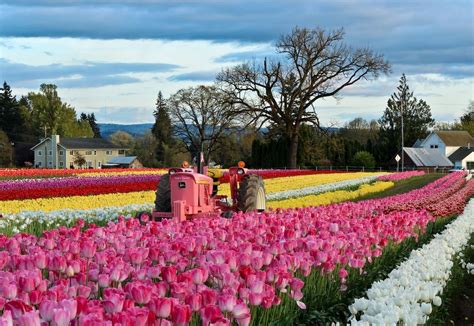 7 Pics Best Tulip Gardens In Usa And Description Alqu Blog