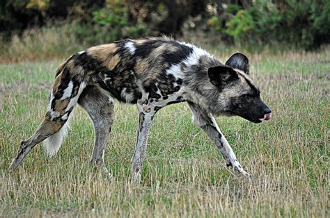 African Wild Hunting Dog Photograph African Wild Hunting Dog Fine Art