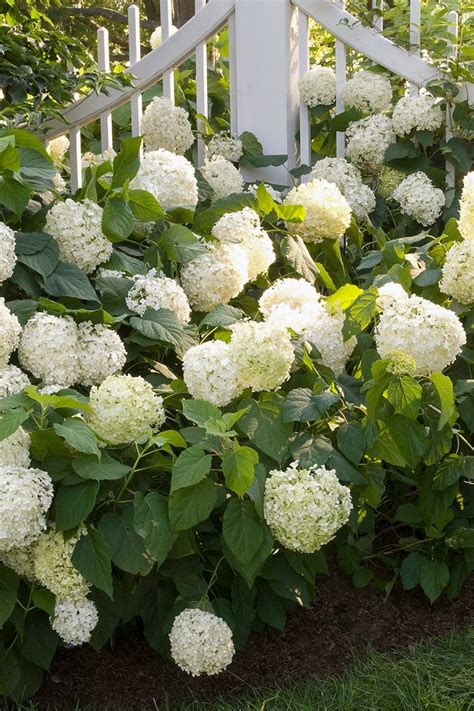 Heres How To Choose The Best Hydrangeas For Your Garden In 2020