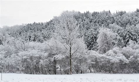 Snowy Trees On Mountain Stock Image Everypixel