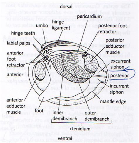 Diagram Diagram Of Clam Anatomy Mydiagramonline