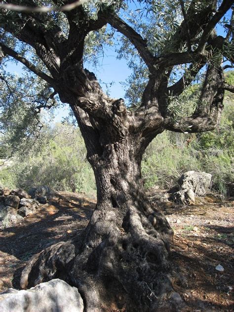 Free Ancient Olive Trees 5 Stock Photo