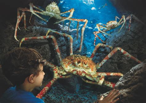 Tourists love to go scuba diving. Japanese Spider Crabs: All About The Giant and Scary Crabs