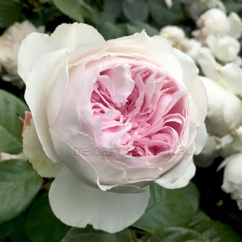 Hedging Rose Floribunda Earth Angel 175mm Pot Dawsons Garden World