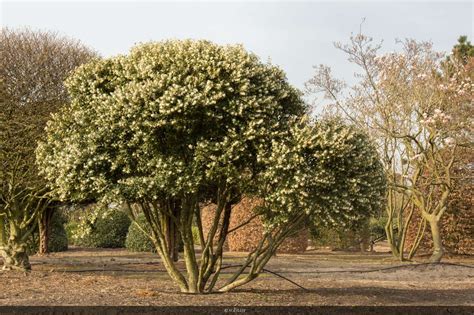 Osmanthus X Burkwoodii Meerstam Tuin Planten Boomkwekerij