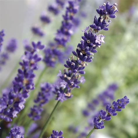 Lavandula Big Time Blue Lavender Seeds Big Blooms English Lavender