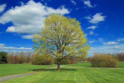 Free Images Tree Path Grass Sky Field Lawn Meadow Flower