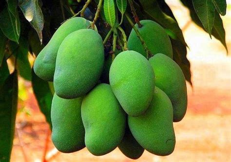Medical exporters and importers usa mail. Fresh Green Mango by MANNA EXPORTS ( A Unit of Manna ...