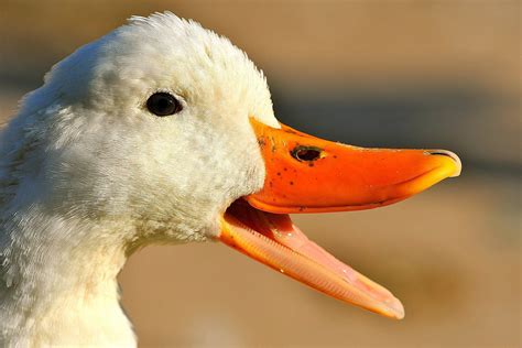 Duck Teeth And How Ducks Eat