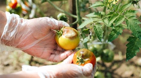How To Identify Treat And Prevent Late Blight In Tomatoes