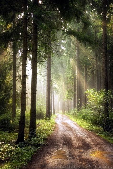 40 Fascinating Photographs Of Forest Paths To Another World Bored Art