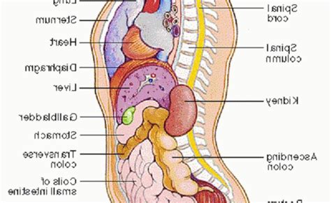 Image Showing Internal Organs In The Back Internal Organs Anatomy