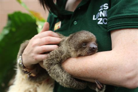 London Zoos New Baby Sloth Is So Cute It Hurts And Hes Named After