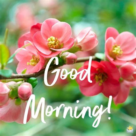 Good Morning Image With Spring Flowers Good Morning Flowers Pictures