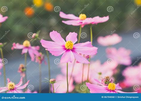 Pink Cosmos Flower Blooming In The Field Stock Photo Image Of