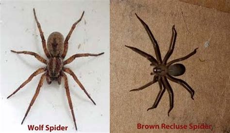 Wolf Spider Bite Pictures Symptoms And Treatment