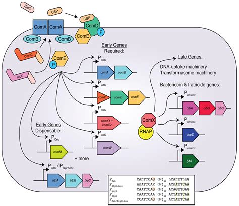 Life Cycle Of Streptococcus Pneumoniae