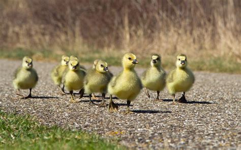 Wallpaper Birds Animals Nature Wildlife Duck Goose Beak Fauna