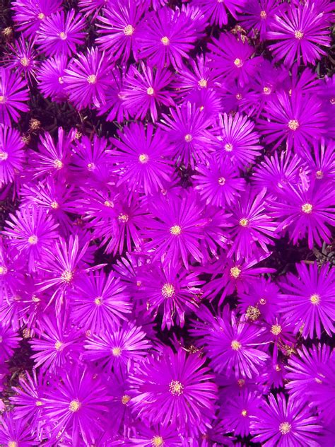 Purple Ground Cover Delosperma Ice Plant Coronado California Photograph