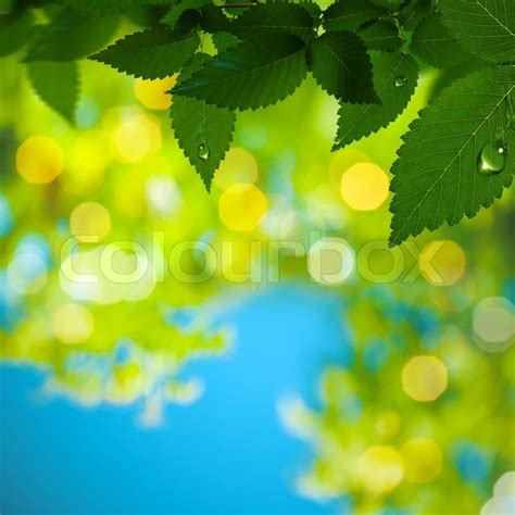 Abstract Summer Backgrounds With Green Stock Image Colourbox