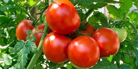 Guru Berbagi Mengenal Bagian Bagian Tanaman Tomat Riset