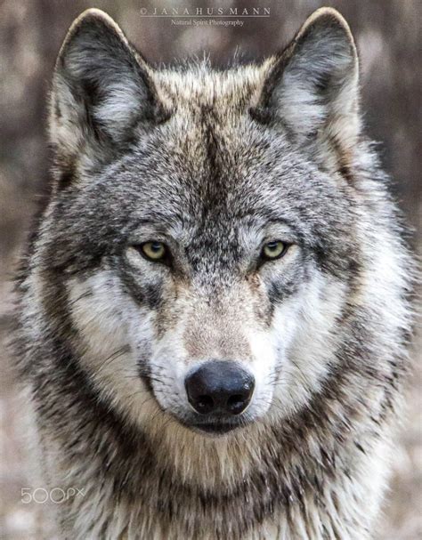 Wild Animals Photography Wolf Photography Wildlife Photography Wolf