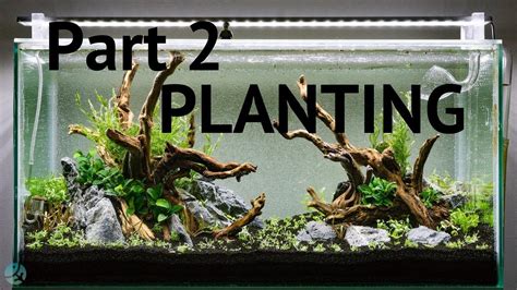 Full Aquascape Start To Finish Part 2 Planting Youtube