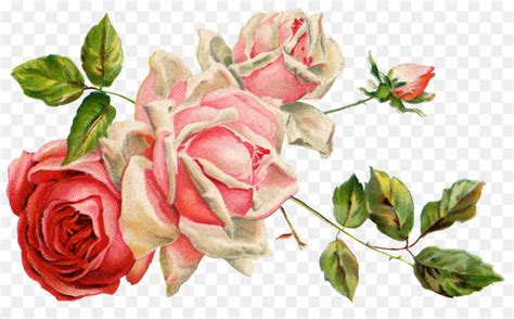 Terpopuler 35 Design Bunga Rose