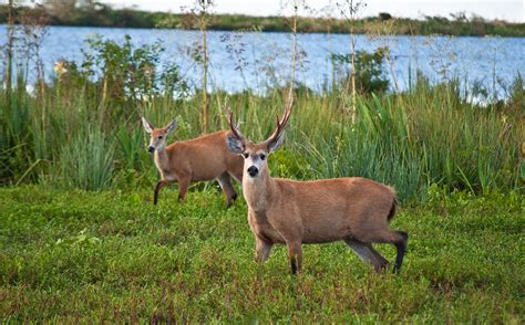 Marsh Deer Esteros Del Ibera Corrientes Argentina 3rd Flickr
