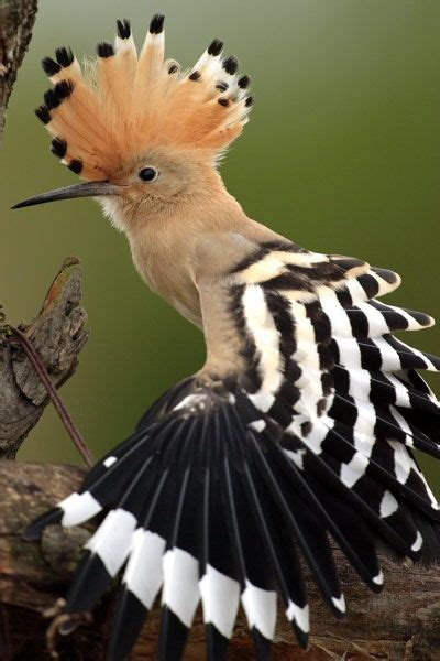 Hoopoe State Bird Of Israel Pretty Birds Love Birds Beautiful Birds