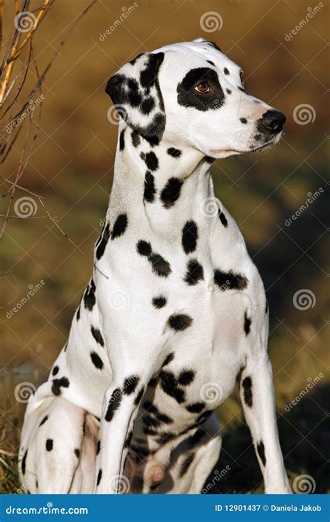 Sitting Dalmatian Dog Stock Image Image Of Watch Close 12901437