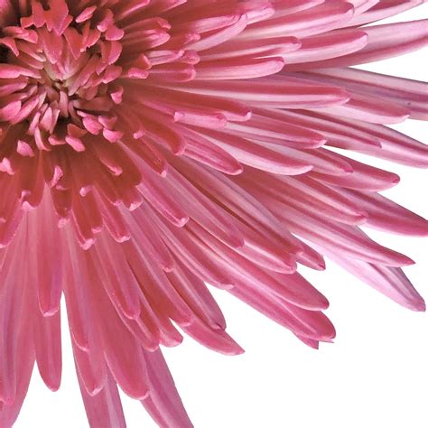 Fresh Cut Pink Spider Mums Pack Of 60 By Inbloom Group