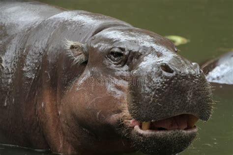 1587 Hippopotamus Face Photos Free And Royalty Free Stock Photos From