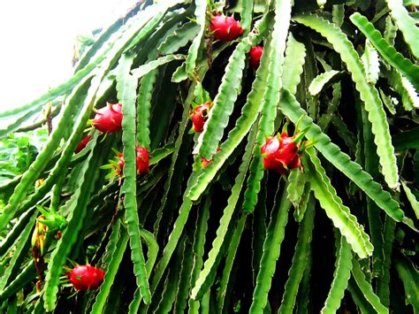 Drachenfrucht Hylocereus monacanthus Pflanze 5-10cm Pitaya Pitahaya Kaktus - Green Future ...