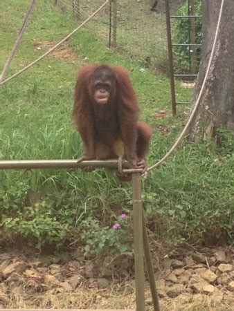 Maybe you would like to learn more about one of these? Bukit Merah Orang Utan Island Foundation (Semanggol ...