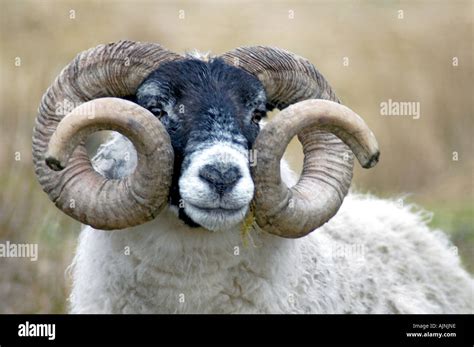 Ram Curly Horn Hi Res Stock Photography And Images Alamy