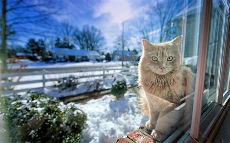 Cats will always be a great source of amusement and of positive energy for people, and no wonder that so many pictures with cats are available all throughout the internet. cat winter - HD Desktop Wallpapers | 4k HD