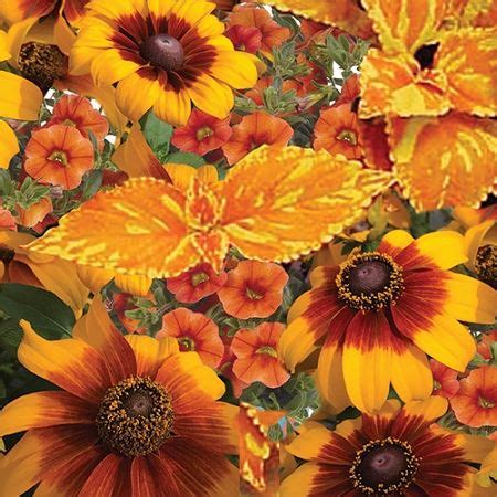 When choosing hummingbird flowers for your garden or landscape, look for blooms with rich, bright colors (red flowers are particular hummingbird favorites), long or tapered shapes that can accommodate the hovering birds' long bills, and plentiful nectar to. Sunburst Designer Combination - Great for container ...