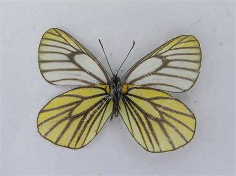 暗色绢粉蝶 Aporia Bieti 物种库 国家动物标本资源库