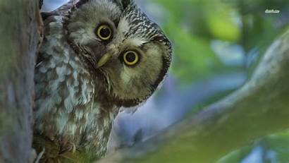 Owl Boreal Owls Desktop Backgrounds Wallpapers Birds