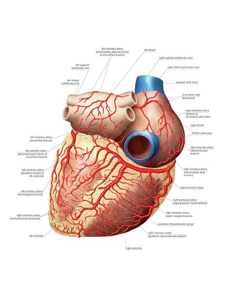 Heart And Right Coronary Artery Photograph By Asklepios Medical Atlas