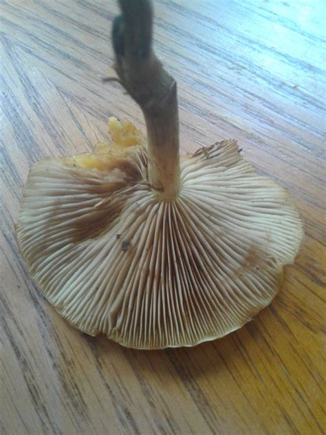 Id Help Identifying Mushrooms Wild Mushroom Hunting
