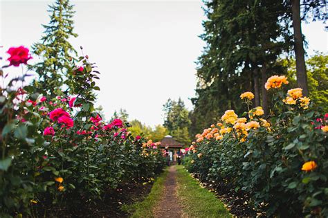 Where To Find Roses In Portland Oregon Aka Rose City Furilia