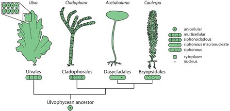 Diverse Morphologies And Cellular Organization In The Green Algae